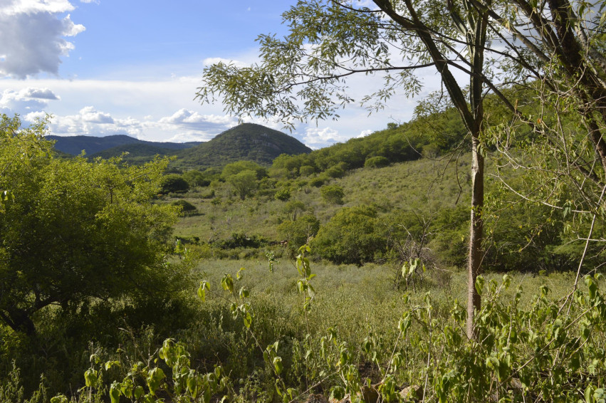 No dia da Caatinga, IMA alerta para a importância da preservação do bioma