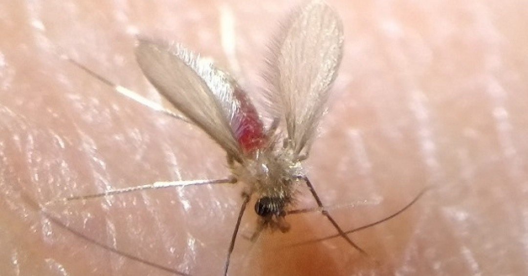 Fiocruz: estudo reduz riscos do tratamento contra leishmaniose cutânea