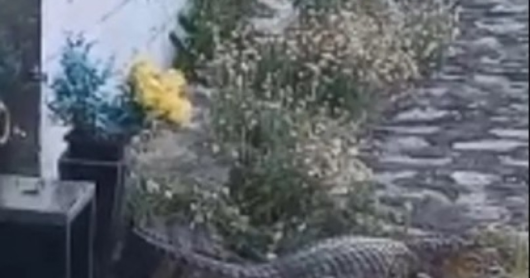 Vídeo: jacaré 'ataca' homem em cemitério do município de Piaçabuçu