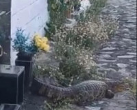 Vídeo: jacaré 'ataca' homem em cemitério do município de Piaçabuçu