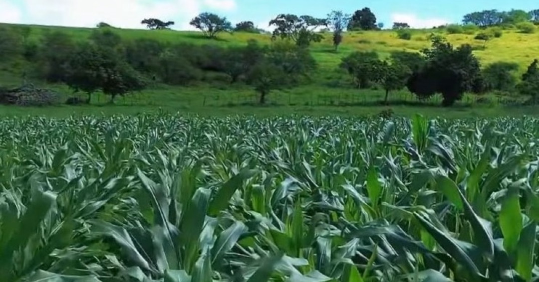 Agricultores familiares de Penedo vão colher mais de 300 toneladas de milho
