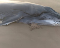 Filhote de baleia jubarte de 1 tonelada é encontrado morto na praia do Pontal do Peba