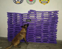 Polícia Militar detém suspeito e apreende grande quantidade de maconha em São Sebastião
